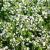 Thymus serpyllum alba.jpg